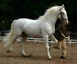 Plemená teplokrvné Kladrubský kôň: je najstarším a jediným s domácich plemien koní