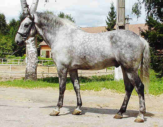 Plemená teplokrvné Lipicanský kôň: patrí medzi naše najstaršie plemená koní,