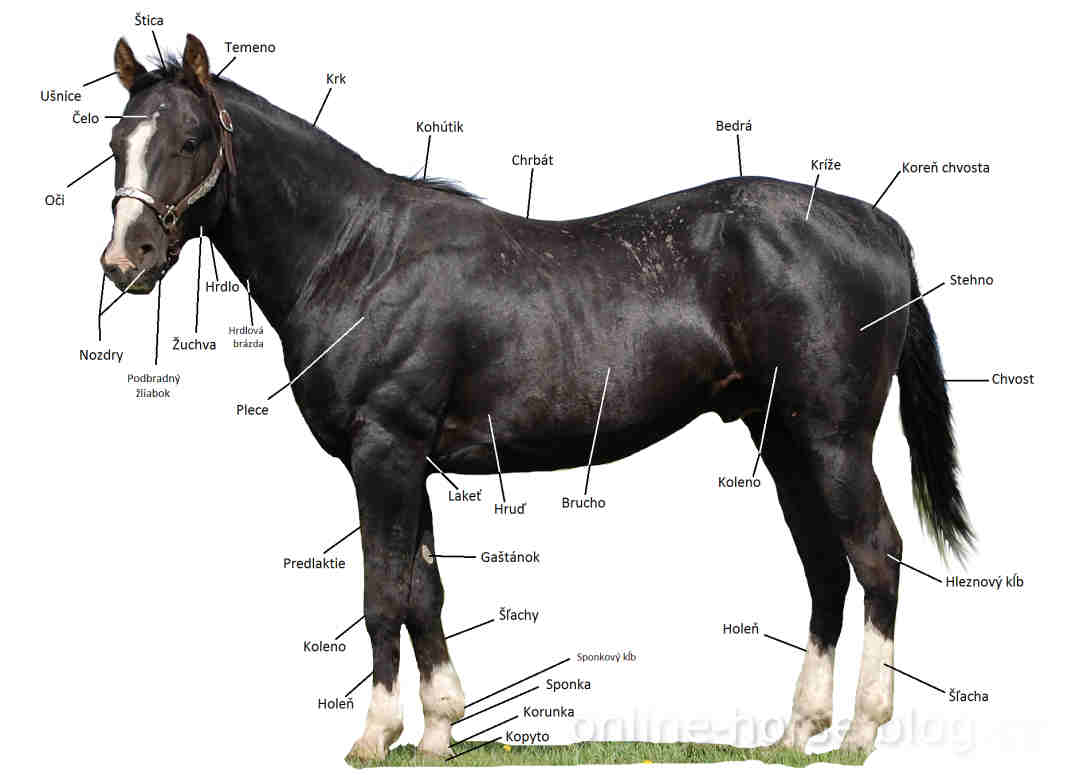 Hodnotenie exteriéru koní exteriér harmónia tvarov tela utváranie hlavy, krku, chrbta, bedier, zadku, hrudníka, brucha, slabín, predných