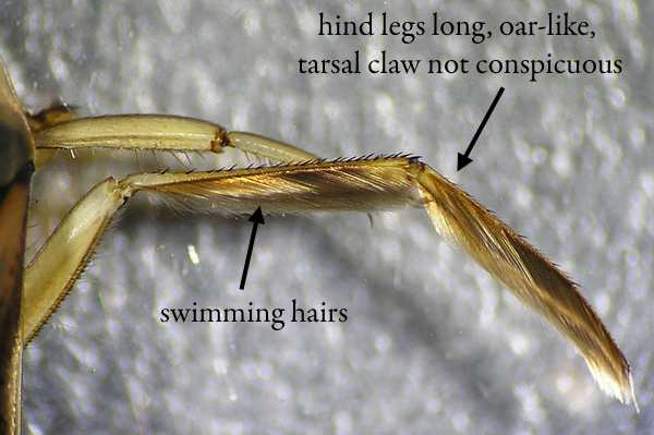 Hemiptera - Heteroptera (ploštice) Hlava je primárně prognátní s ústními orgány bodavě savými. Primárně jsou ploštice dravé, mnohé druhy ale sají pouze rostlinné šťávy nebo jsou mycetofágní.