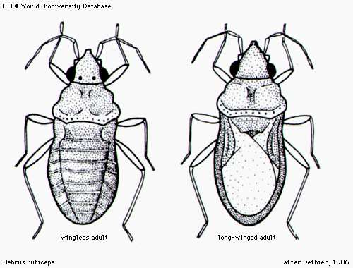 Hydrometra stagnorum - vodoměrka štíhlá, 7