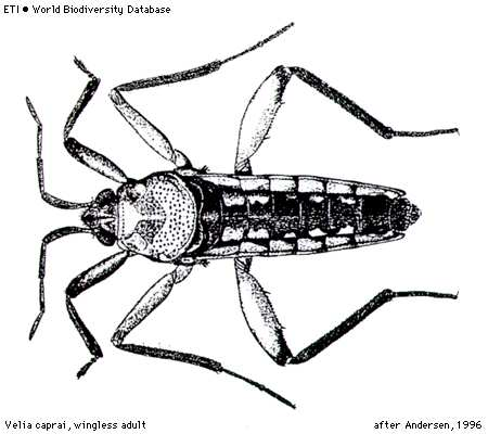 Gerromorpha Čeleď: Veliidae - hladinatkovití 2