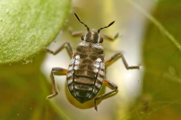 pobřežní, stejné biotopy, 1-1,5 mm 21