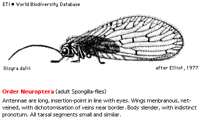 Řád: Neuroptera, = Planipennia (síťokřídlí) Blanitá křídla mají velmi hustou žilnatinu a jsou střechovitě ukládaná.