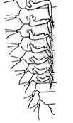 23 Řád: Neuroptera, = Planipennia (síťokřídlí) Čeleď: Sisyridae - vodnářkovití rod: Sisyra - vodnářka Obligátní parazité