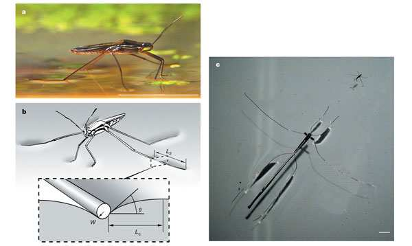 Heteroptera (ploštice) Pohyb - nohy a jejich adaptace Všechny čeledi - kyčle oddáleny - stabilita. Poslední chodidlový článek 2. a 3. páru nohou (vodoměrky i 1.