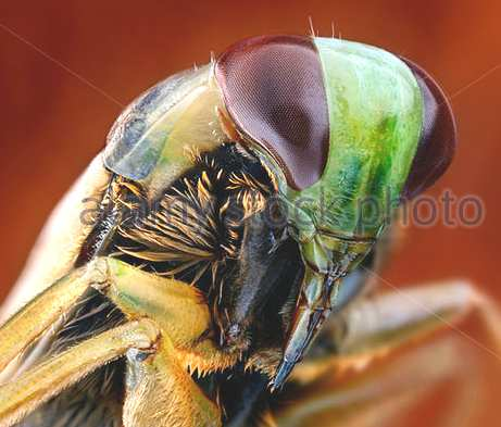 Heteroptera (ploštice) Potrava Ústní ústrojí bodavého a savého typu Predátoři nebo vysávají rostlinné tkáně.