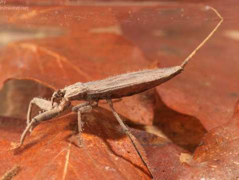 Splešťule (Nepidae) - odlišně: Nymfy - konec zadečku protažen v krátký výběžek, ventrálně konkávní, uzavřený hydrofóbními brvami, ten se na zadečku