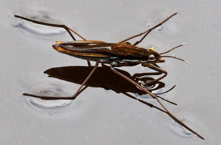 Hemiptera Tykadla krátká, shora zpravidla nezřetelná, pod hladinou