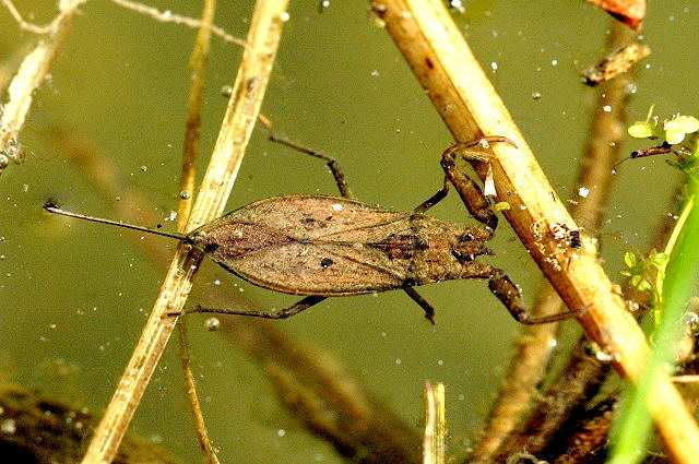 okraje mezonota po konec zadečku 9 Hemiptera Čeleď: Nepidae -