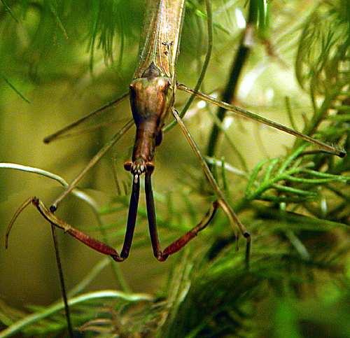 Hemiptera Čeleď: Nepidae - splešťulovití Ranatra