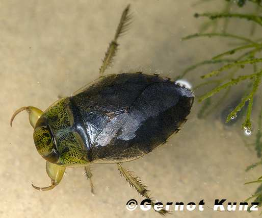 stojatých vodách se submerzní vegetací, < 3 mm 13 Hemiptera Čeleď: