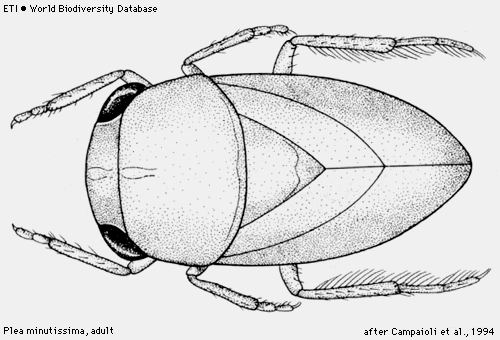 Hemiptera Čeleď: Pleidae -člunovkovití 1 druh Plea