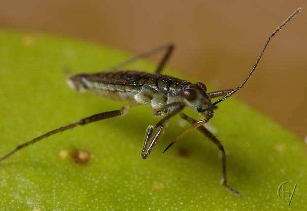 rod a druh Hemiptera Mesovelia furcata - nártnice