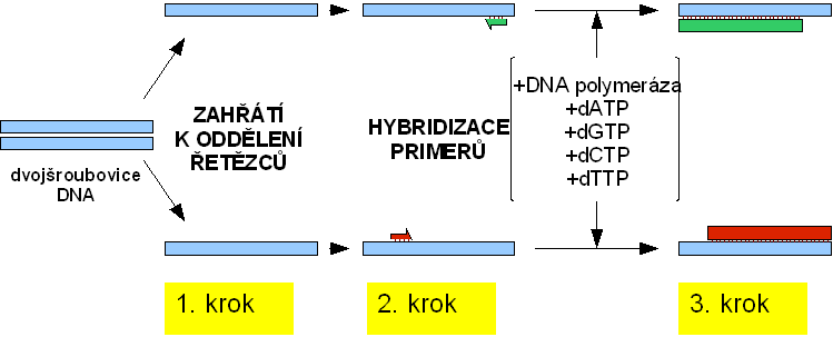 mikroorganizmus, nebo kódují charakteristický protein, související s jeho patogenitou (Patrinos and Ansorge, 2010).