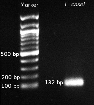 Obrázek 29: Počty probiotických kmenů L. casei v průběhu zrání. BGP Lactobacillus casei kmen BGP 93; LC Lactobacillus casei kmen 431; kontrola průměr obou startovacích kultur bez probiotik.