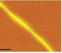 [θ] (10 3 deg cm 2 dmol -1 ) CD spektroskopie Atomová silová mikroskopie 15 A 10 5 3 týdny agregovaný