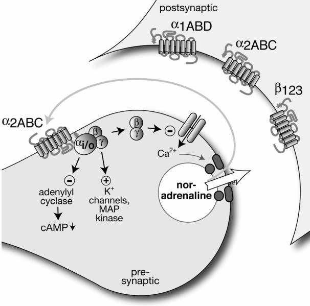 HETERORECEPTOR x AUTORECEPTOR Presynaptický neuron uvolňuje neurotransmiter, zde noradrenalin, do synaptické štěrbiny.