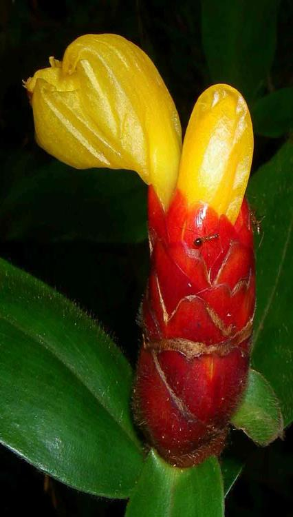 1.4.2.2 Costus L. Zástupci rodu Costus L. jsou středně velké vytrvalé byliny dosahující výšky 2 5 m. Stonky jsou nevětvené na bázi kryté listovými pochvami. Listy jsou na lodyze spirálně uspořádané.