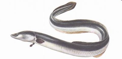SALINITA Ryby tažné: cyklicky euryhalinní Ostatní ryby: euryhalinní nebo stenohalinní Málo