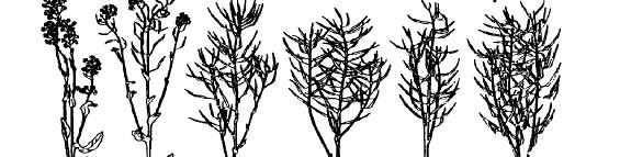 Dále p sobí fytosanitárn (sniuje napadení erní epkovou - Alternaria brassicacea). Fosfor má významnou úlohu pi kvetení a tvorb plod. Nedostatek P vede k nevyrovnanému kvetení a omezuje tvorbu semen.