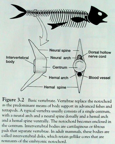 Craniata) začíná se objevovat nová skeletální tkáň, prstence kolem chordy (lepší mechanická