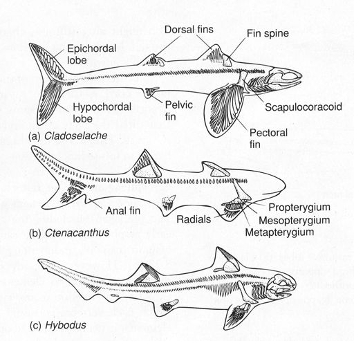 Osový skelet žraloka Primitivní žraloci: prominentní chorda + chrupavčité neurální a hemální