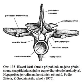 Žebra a připojení na obratle žebro může být kloubeno na dvou místech: Diapofýza (příčný výběžek, proc.