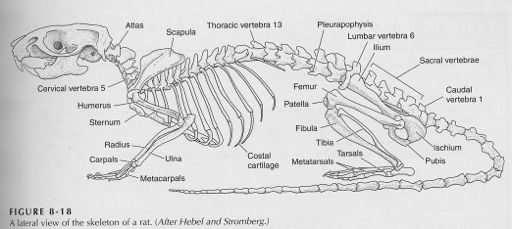 Anatomie skeletu