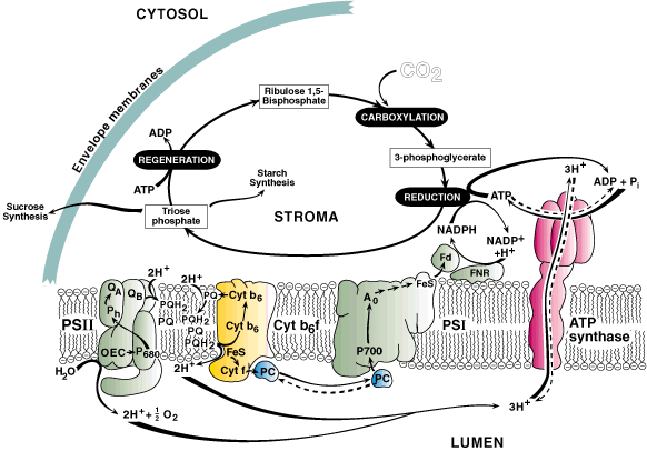 Zobrazování účinků herbicidu na fotosyntézu mapováním chlorofylové fluorescence listů vyšších rostlin.