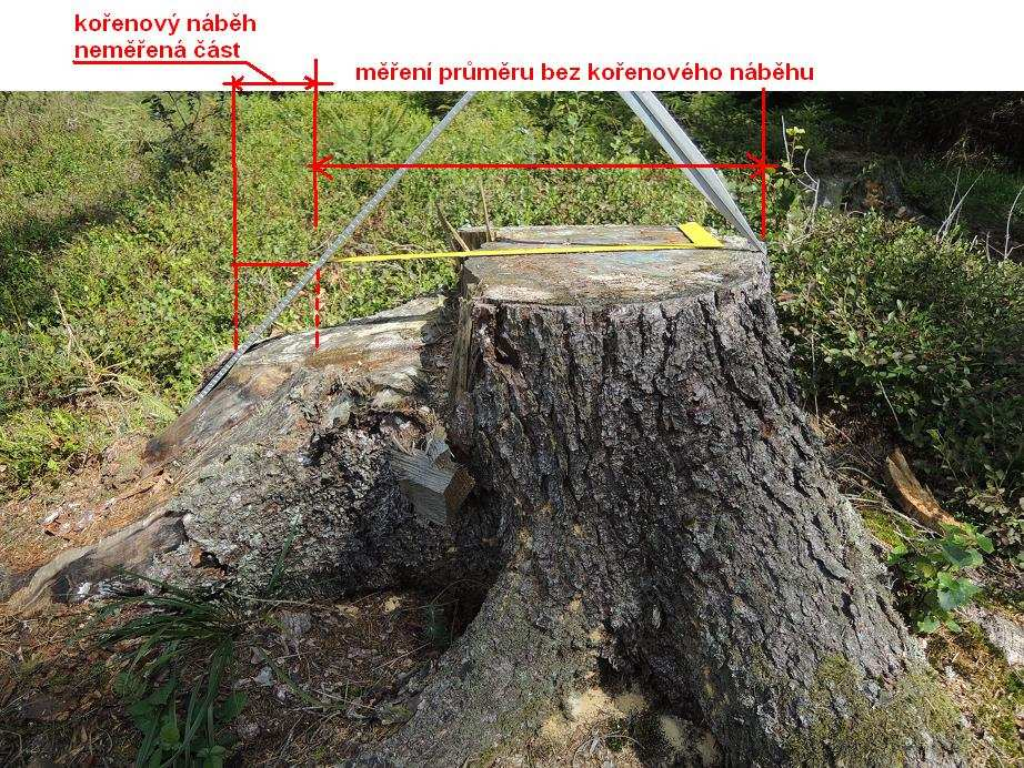 Obr. 2 (Kořenový náběh seříznut v úrovni směrového zářezu) Kořenové náběhy seříznuté v úrovni směrového zářezu Při měření jsem narazil na otázku, jakým způsobem změřit průměry D max a