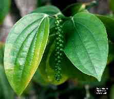 Peperomia