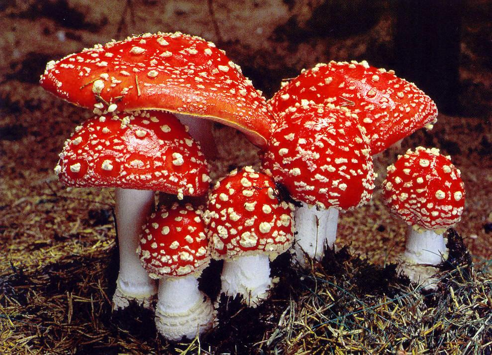 Amanita muscaria