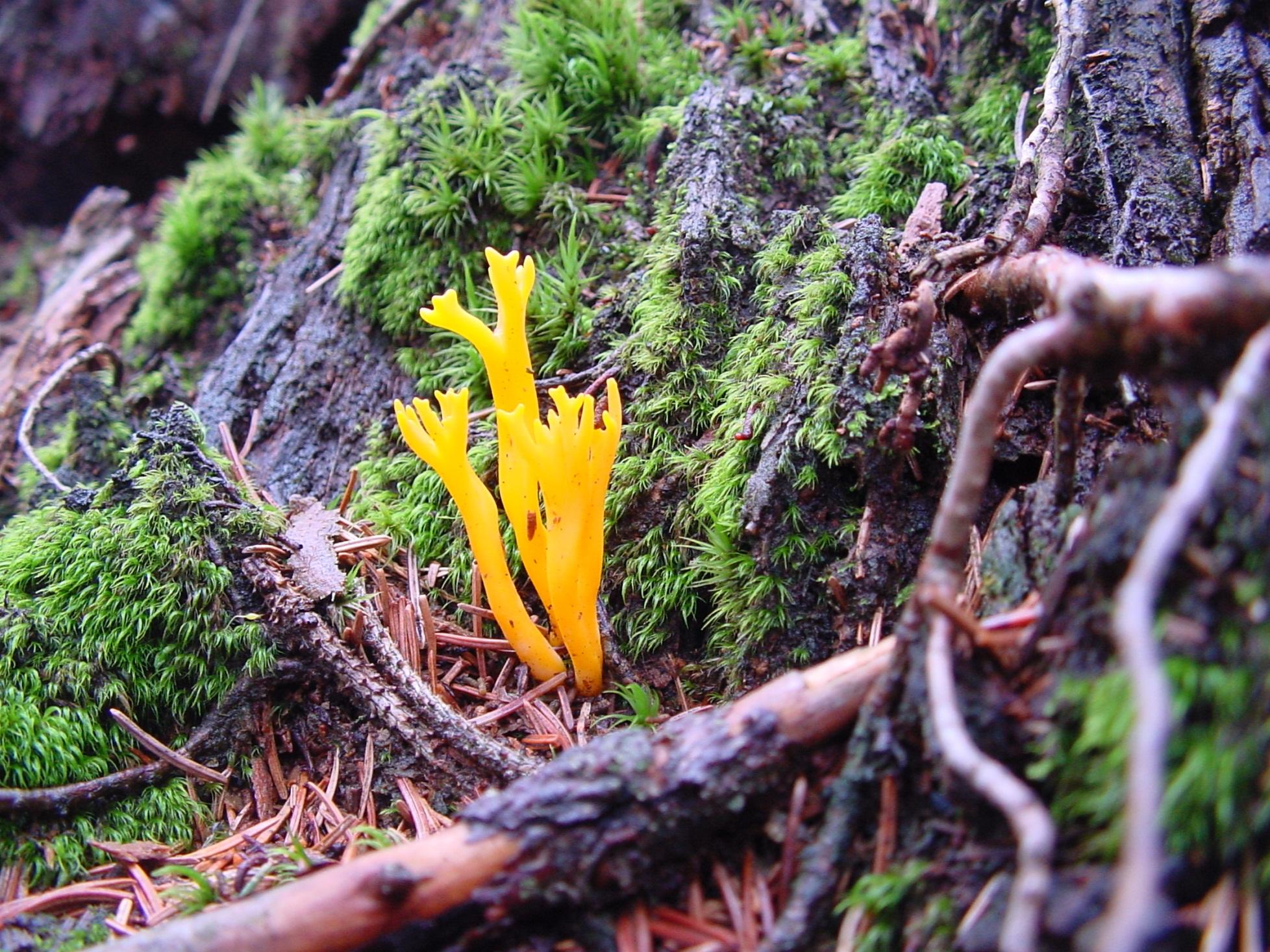 Calocera viscosa