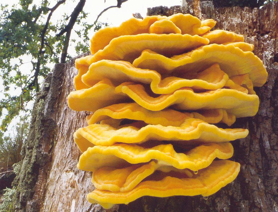 Laetiporus sulphureus sírovec