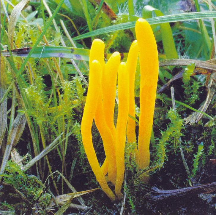 Clavulinopsis