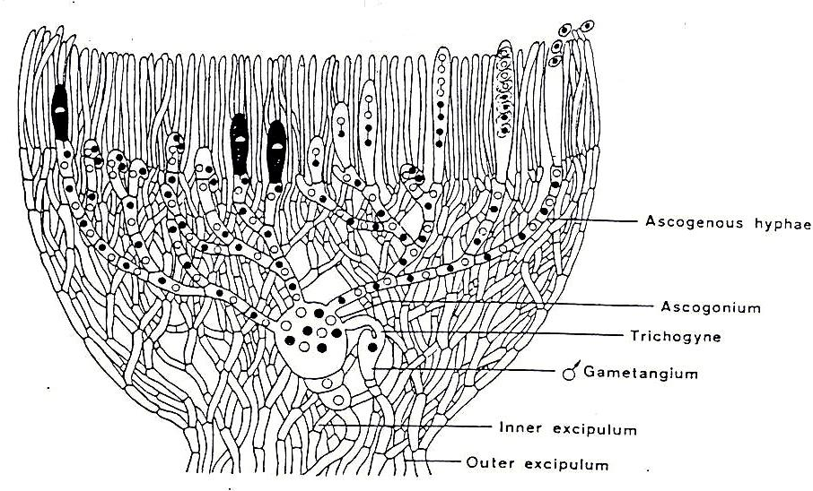 schematický průřez apotheciem parafýzy vřecko askogenní hyfy