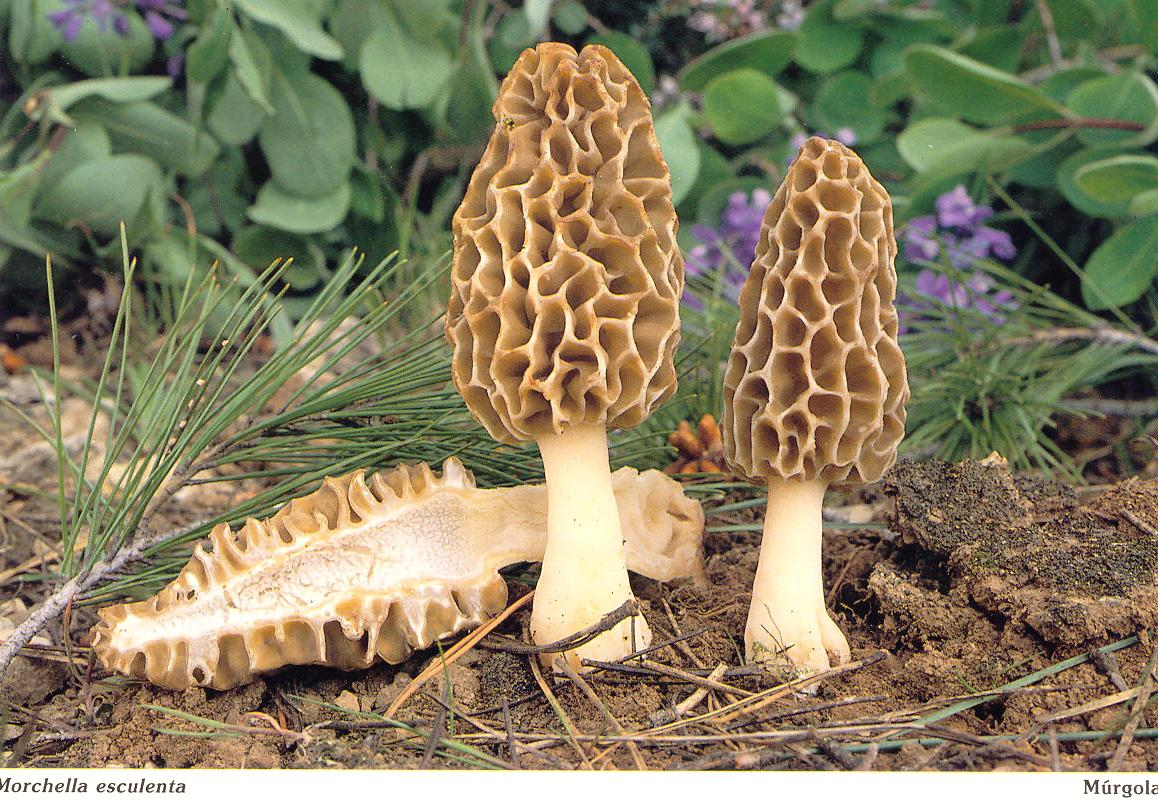 Morchellaceae Morchella esculenta (smrţ