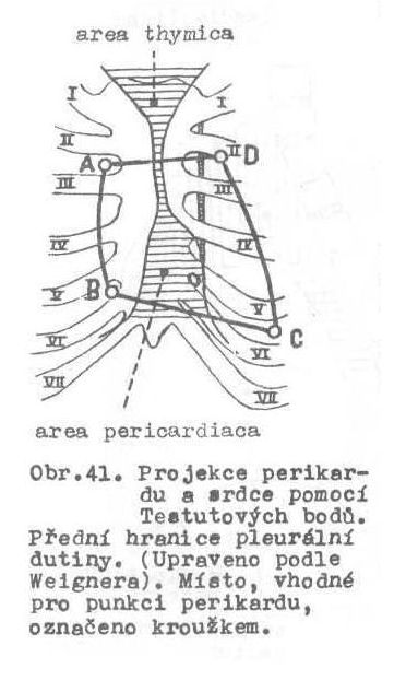 - fissura horizontalis odděluje vpravo horní a střední lalok; podél 4.