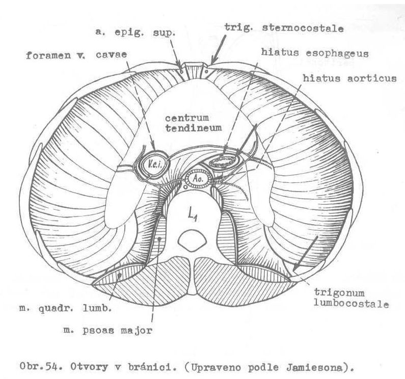 - podél vasa iliaca nodi lymphatici iliaci - na ventrální straně m. psoas major je n.