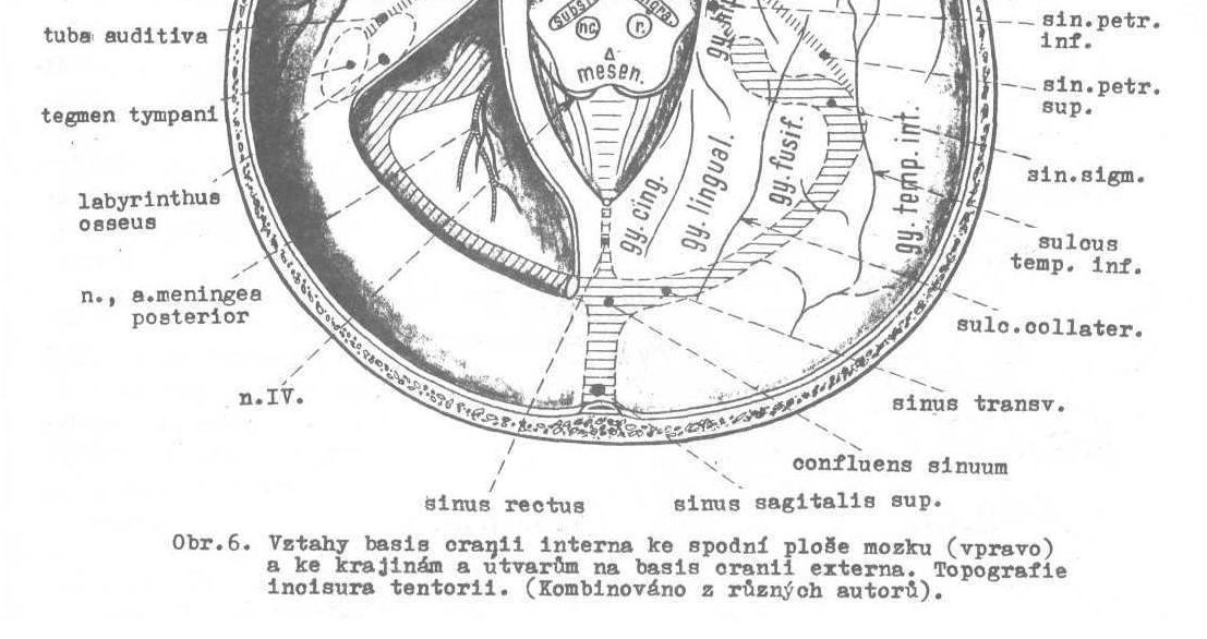 sinus sigmoideus k foramen jugulare, průmět do dorsální části processus mastoideus; kostěná stěna mezi