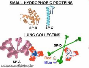 Proteiny Syntéza epiteliální buňky SP-A a SP-D velké glykosylované proteiny ( SP- D má 355 AK) ve vodě rozpustné kolektiny, kalcium-dependentní,