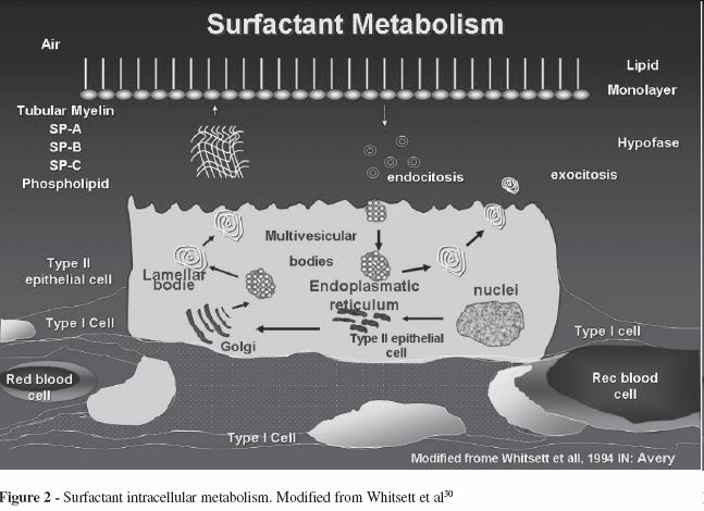Metabolismus DPPC je syntetizován rer přenesen do lamelárních tělísek spolu s SP-B a SP-C lamelární tělíska jsou zásobní a sekreční