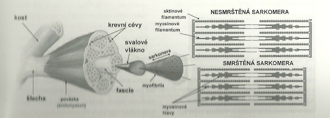 3. Svalová soustava Obecnou vlastností ţivé hmoty je její staţlivost. Tato vlastnost, společná všem buňkám, je vystupňována u svalové tkáně, která svojí staţlivostí generuje sílu. [DYLEVSKÝ, 1997, s.