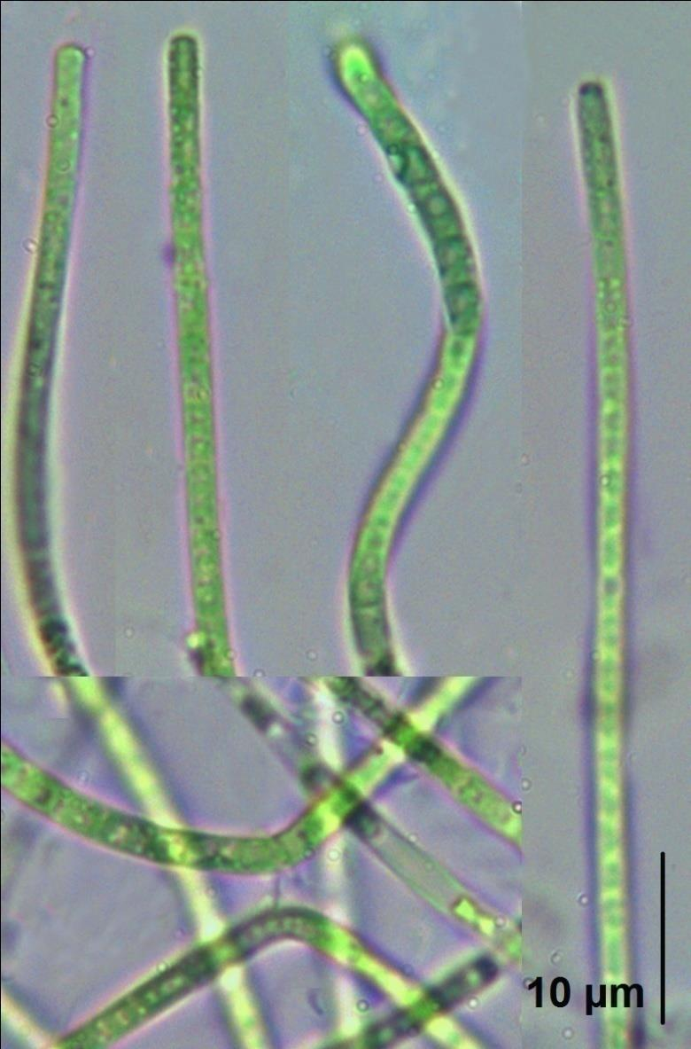 Příloha 13: Leptolyngbya sp.