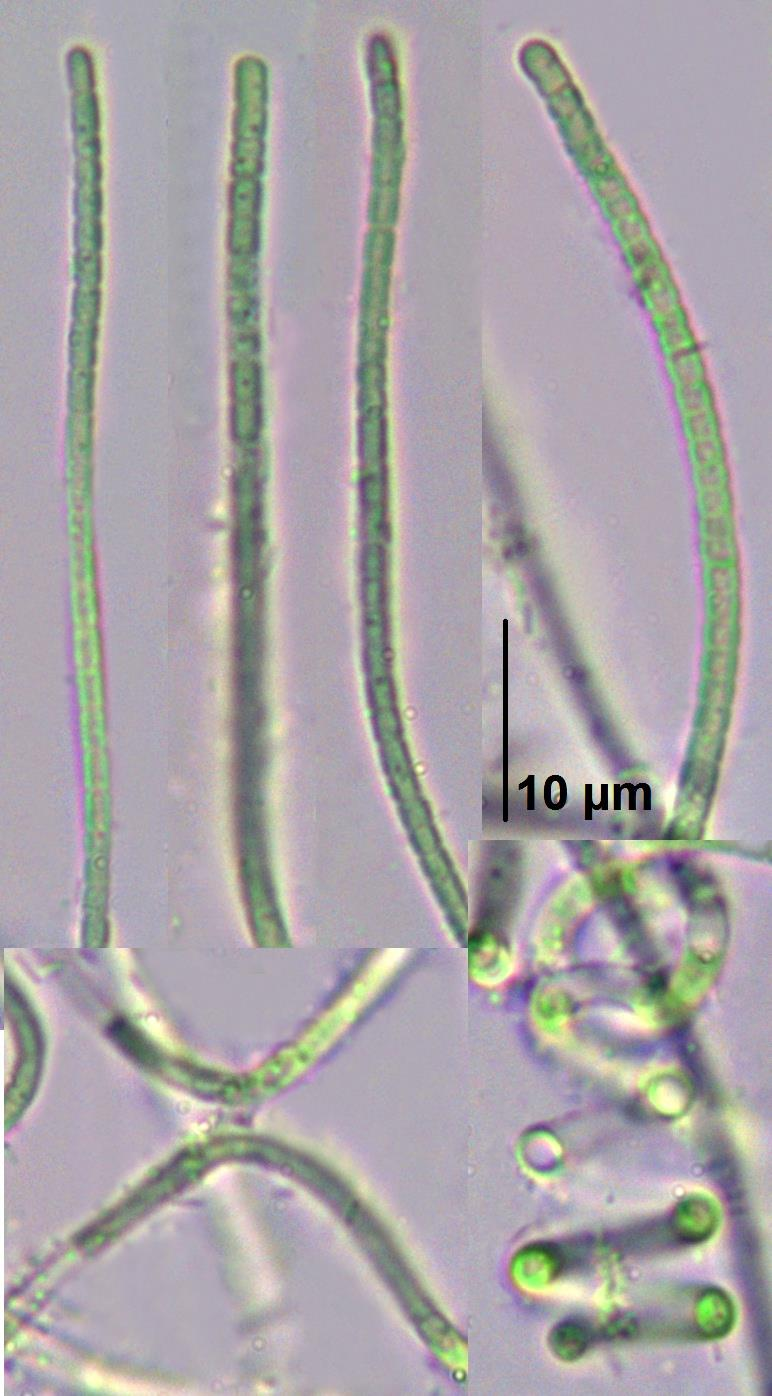 Příloha 16: Leptolyngbya sp.