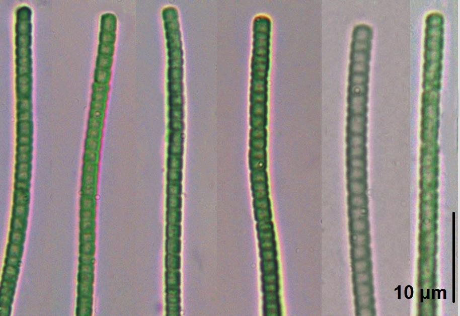 Příloha 17: Arthronema africanum E18, Arthronema africanum E19,