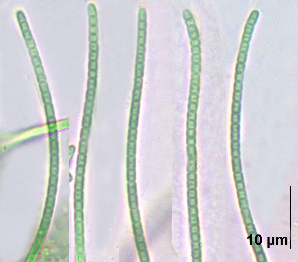 Příloha 18: Leptolyngbya sp.