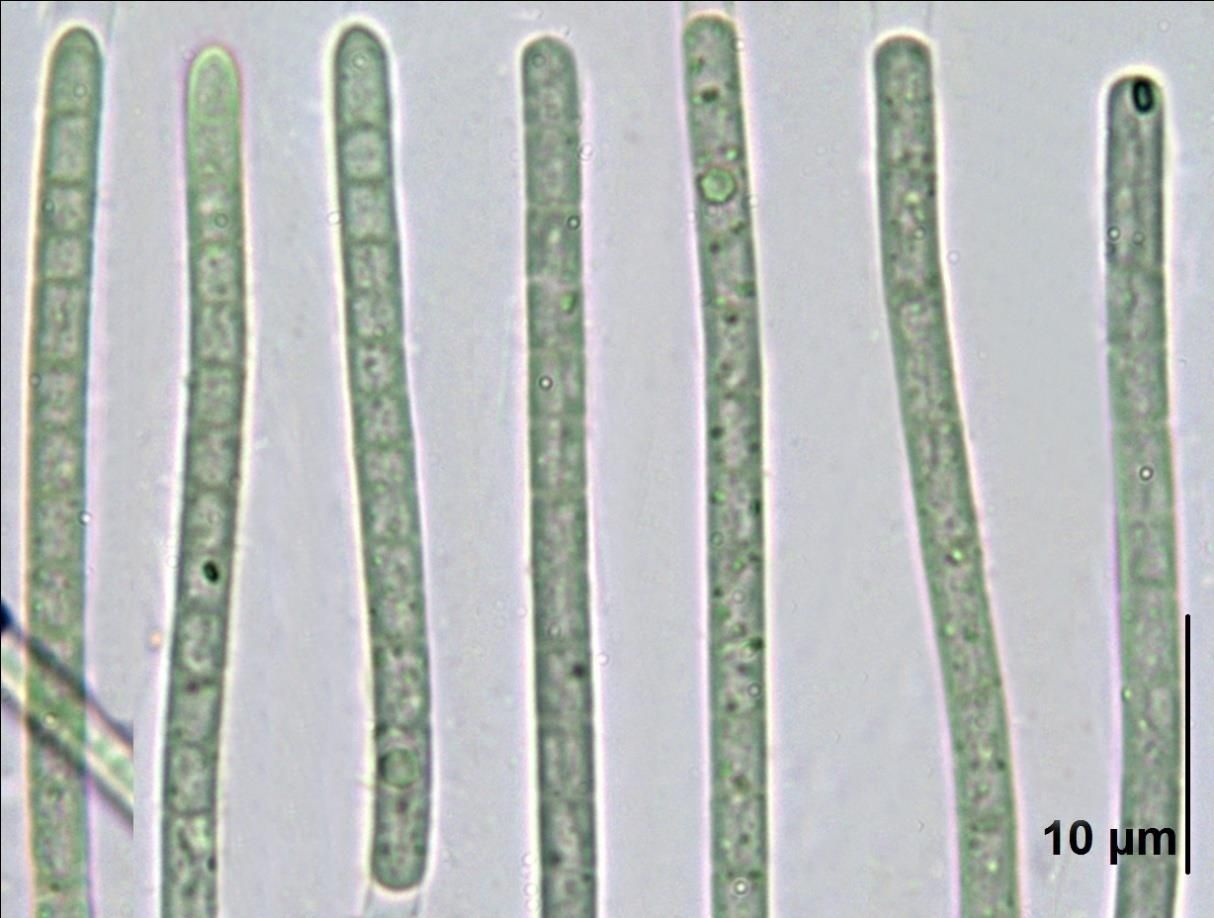 Příloha 19: Microcoleus paludosus E22, Microcoleus