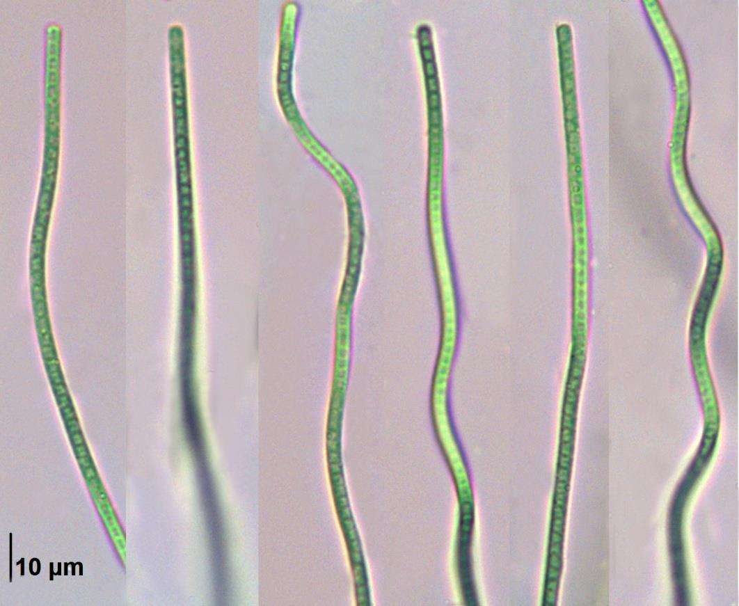 Příloha 22: Leptolyngbya sp.